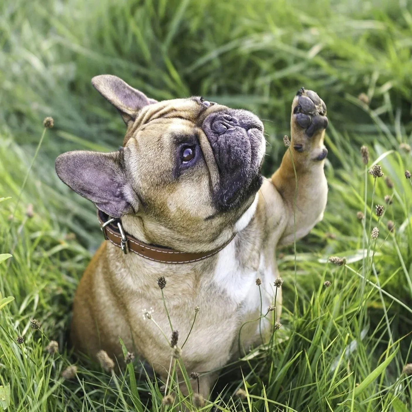 Small bull dog in tall grass with paw raised