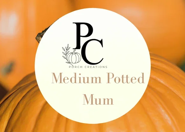 Medium Potted Mum