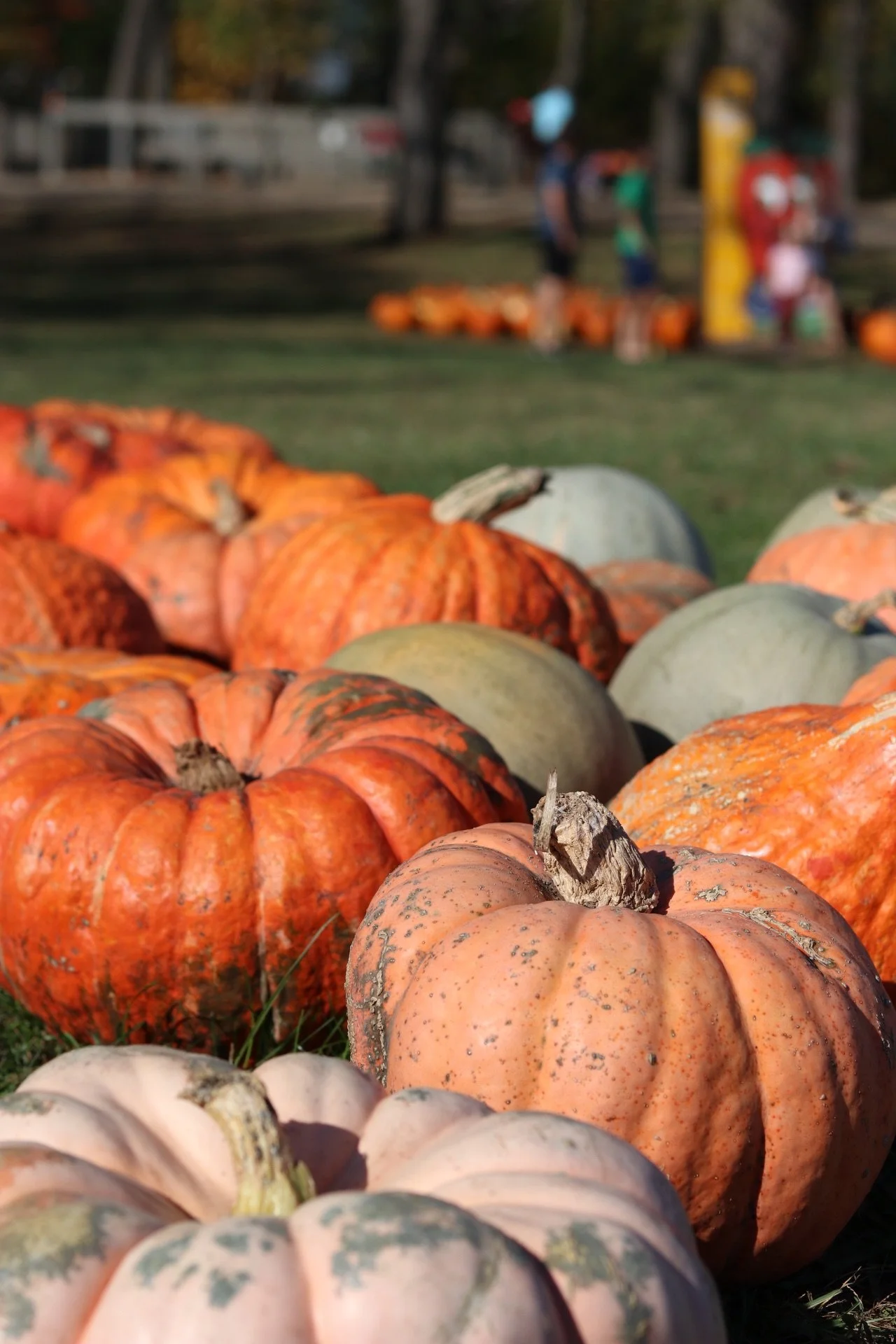 Pumpkin patch in Fredericksburg, TX