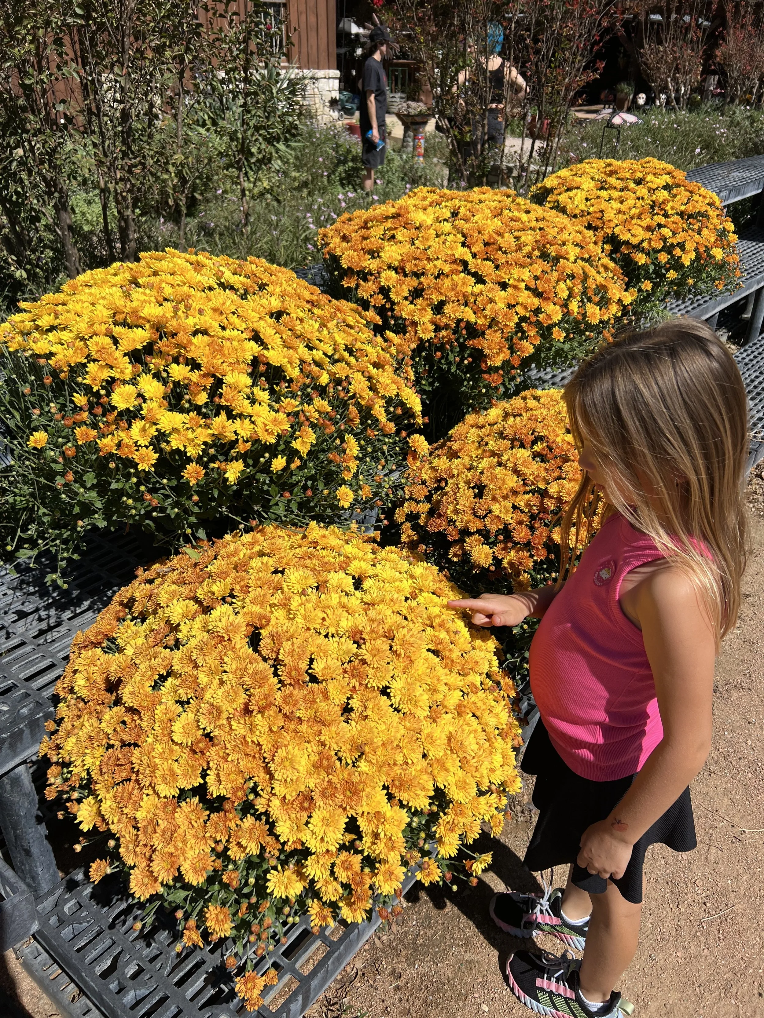Wildseed Farms Mums in Fredericksburg, TX