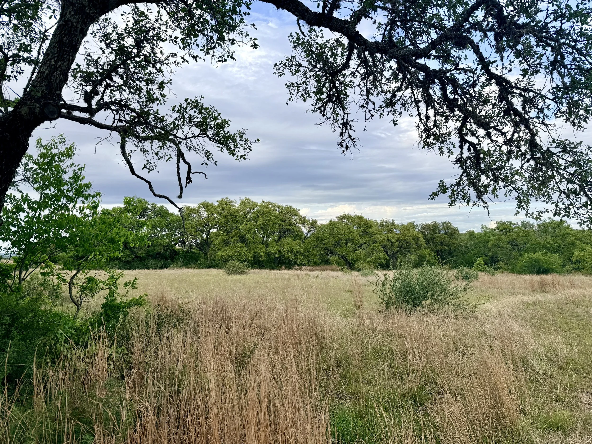 A landscape with tall grass in the foreground, green trees in the background, and a partly cloudy sky above, framed by the overhanging branches of a tree.