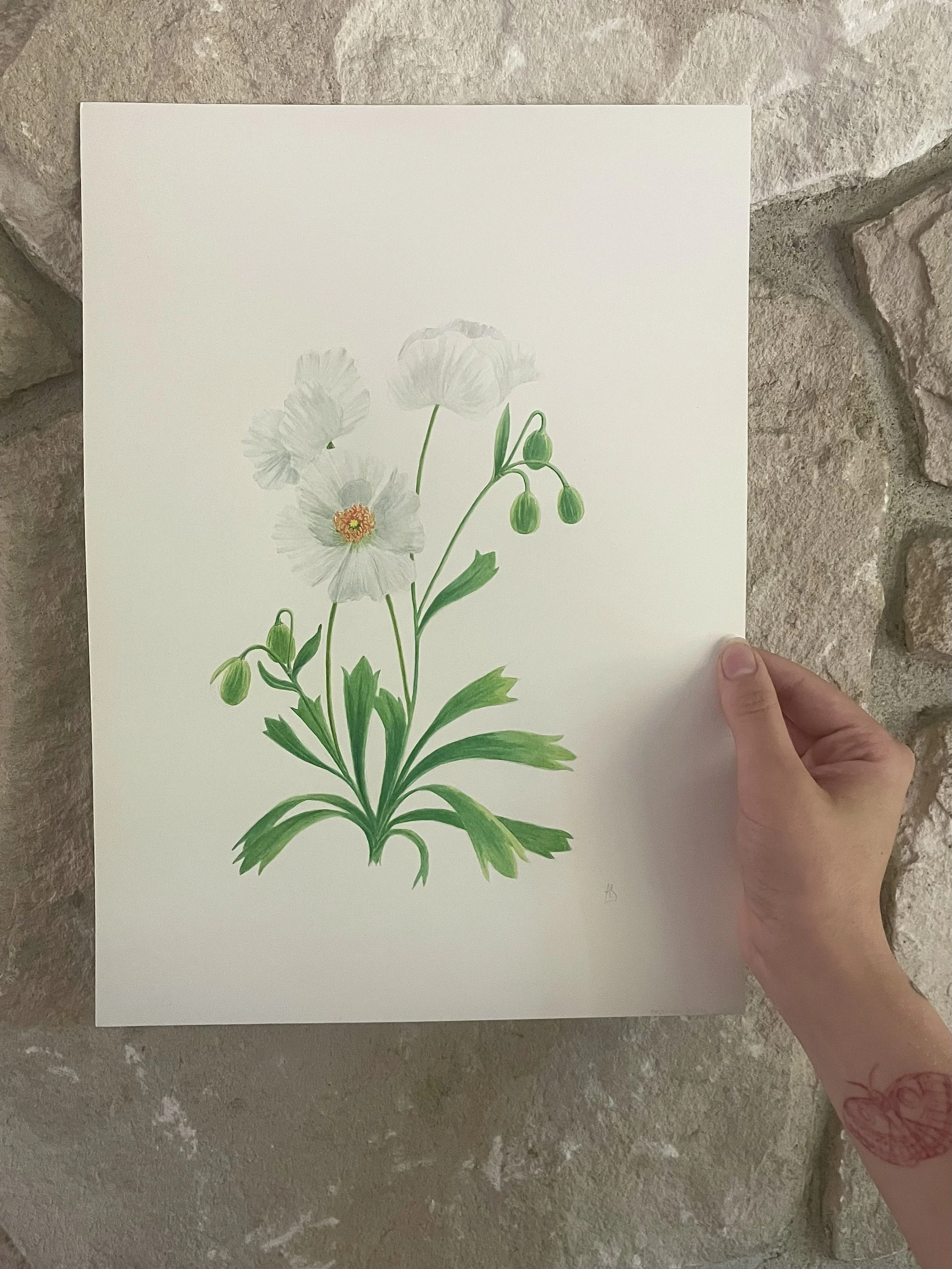 The endangered Bear-claw Poppy painted in watercolor.