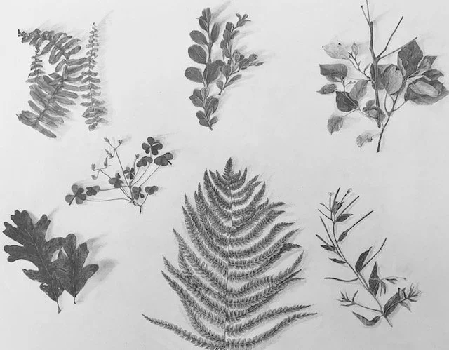 Black and white illustration of various types of leaves and plants, including fern, oak, and other foliage.