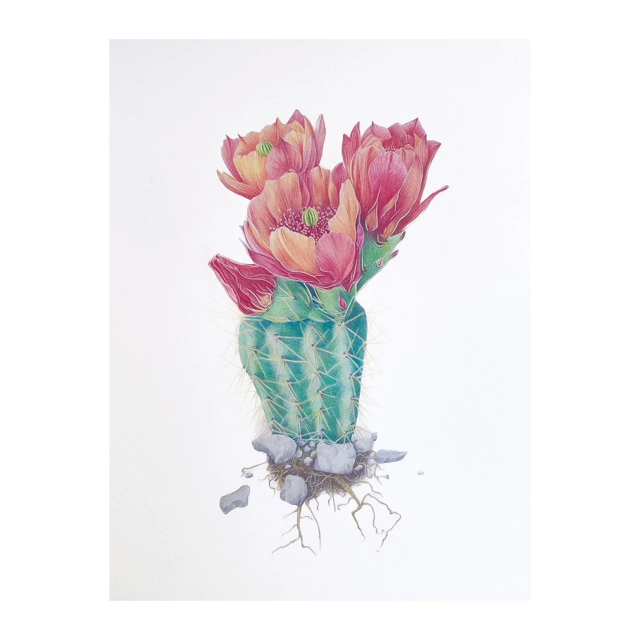 Illustration of a Scarlett hedgehog cactus with pink and orange flowers blooming from top, soil and roots at the bottom.