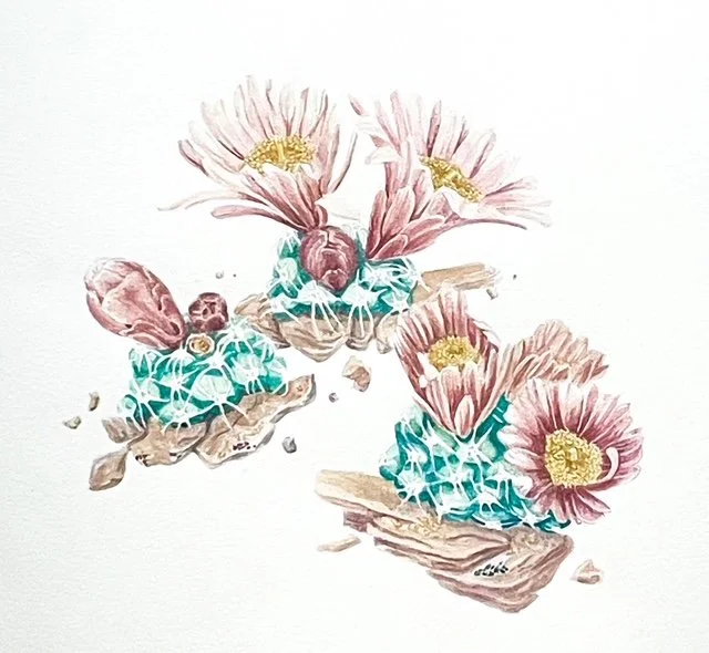 Watercolor painting of three blooming pink cacti with large yellow centers, surrounded by rocks and small fragments, on a white background.
