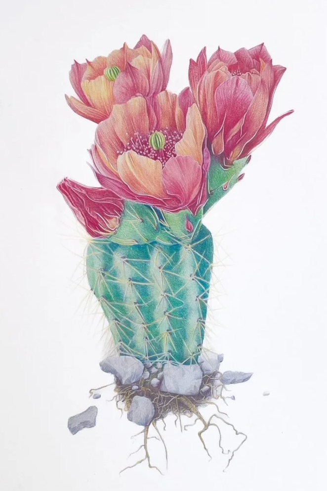 A cactus with pink flowers and green buds growing from it, placed on small rocks with roots visible beneath.
