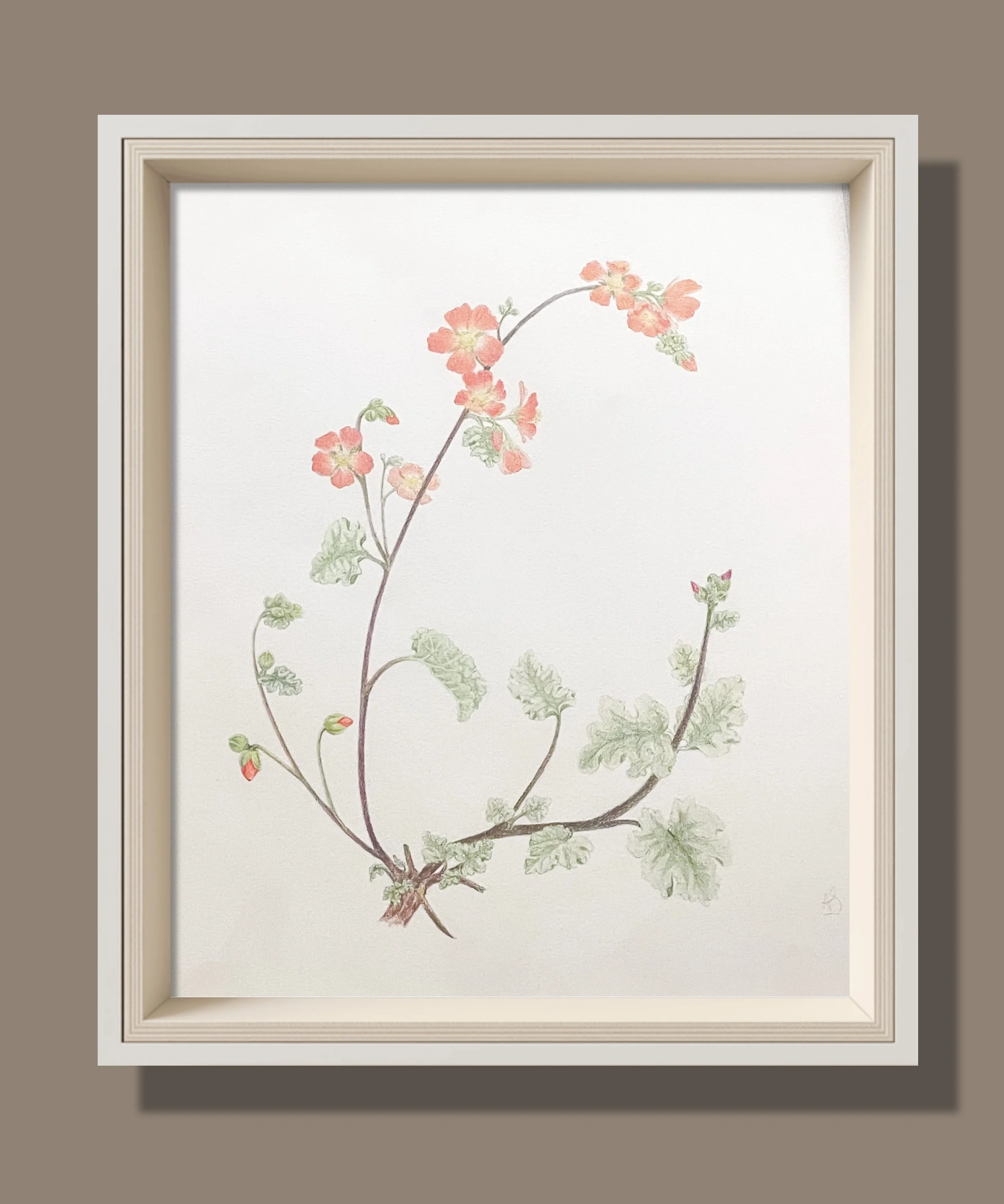 Globe mallow - 12 x 13" 
Colored pencil on archival paper.
