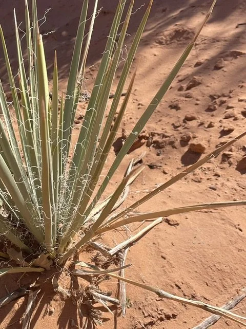 Close-up of a desert plant with long, spiky, green leaves and white hair-like fibers on sandy ground.