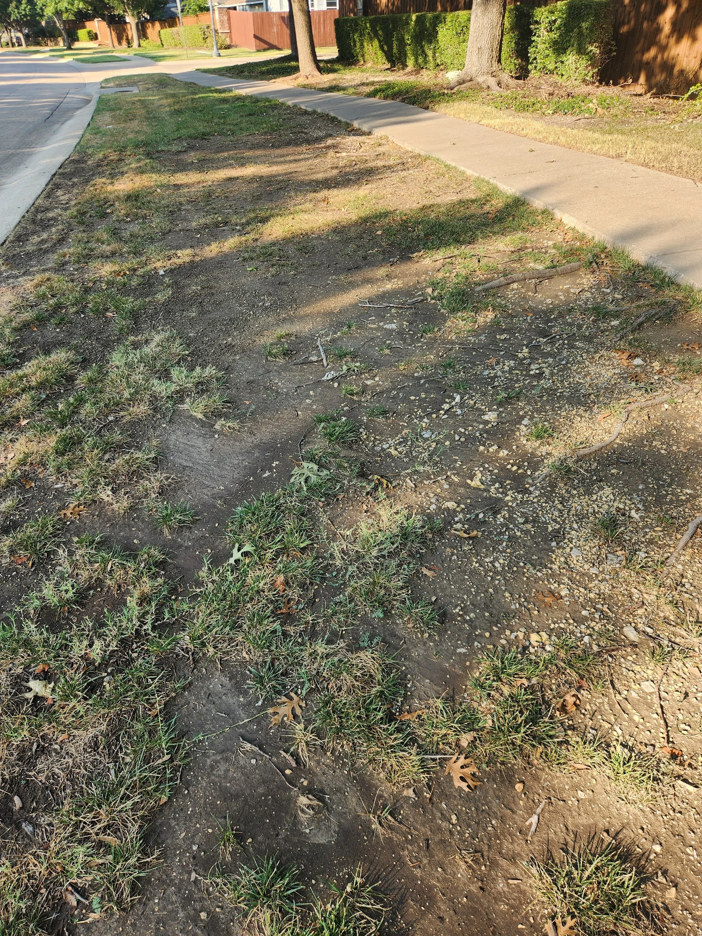 Sidewalk along a grassy area with patches of dirt and a few small plants, trees casting shadows on the ground, and a wooden fence in the background.