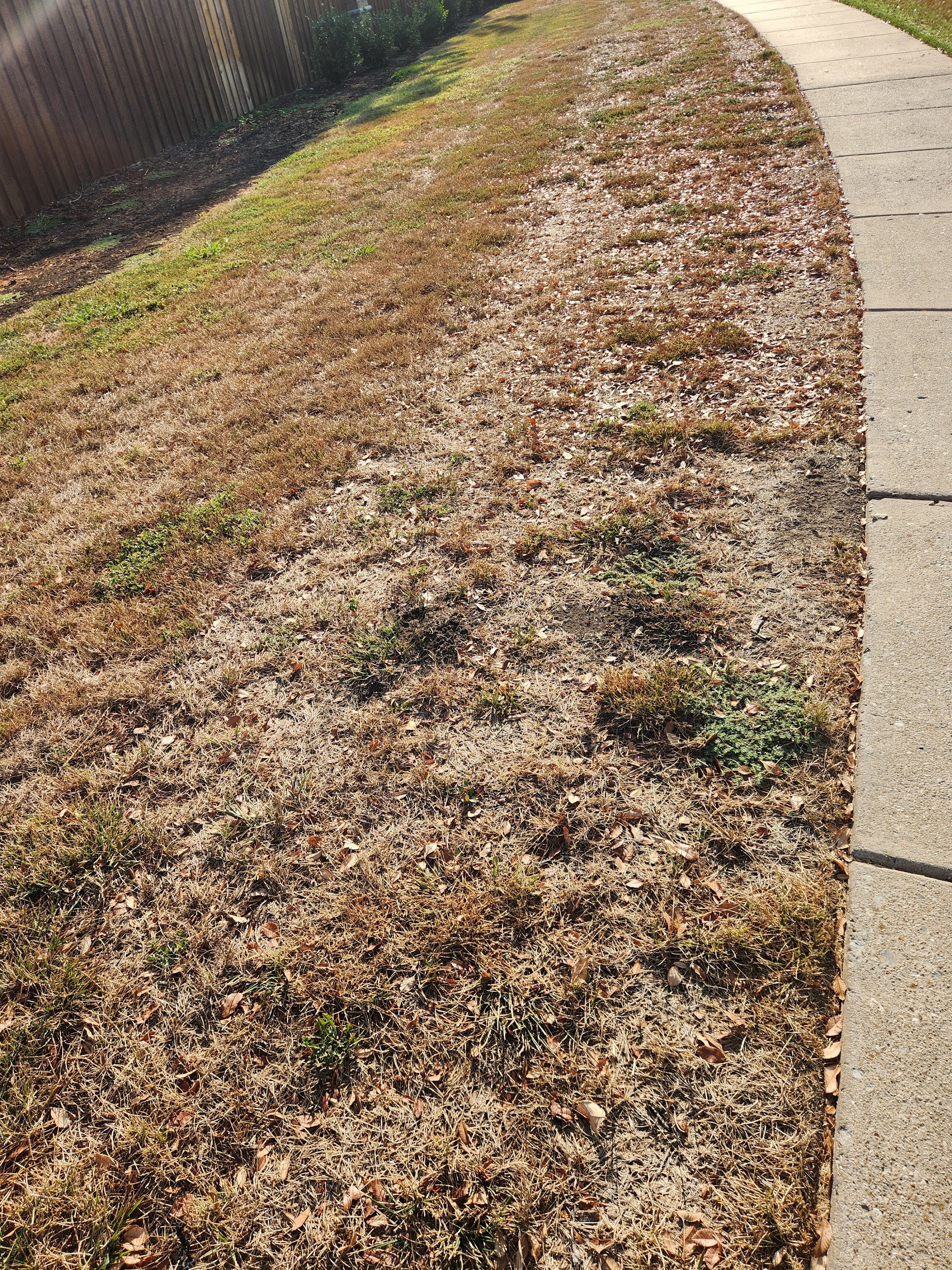 Dry patchy yard with brown grass and a paved walkway on the right side, bordered by green grass and a wooden fence on the left.