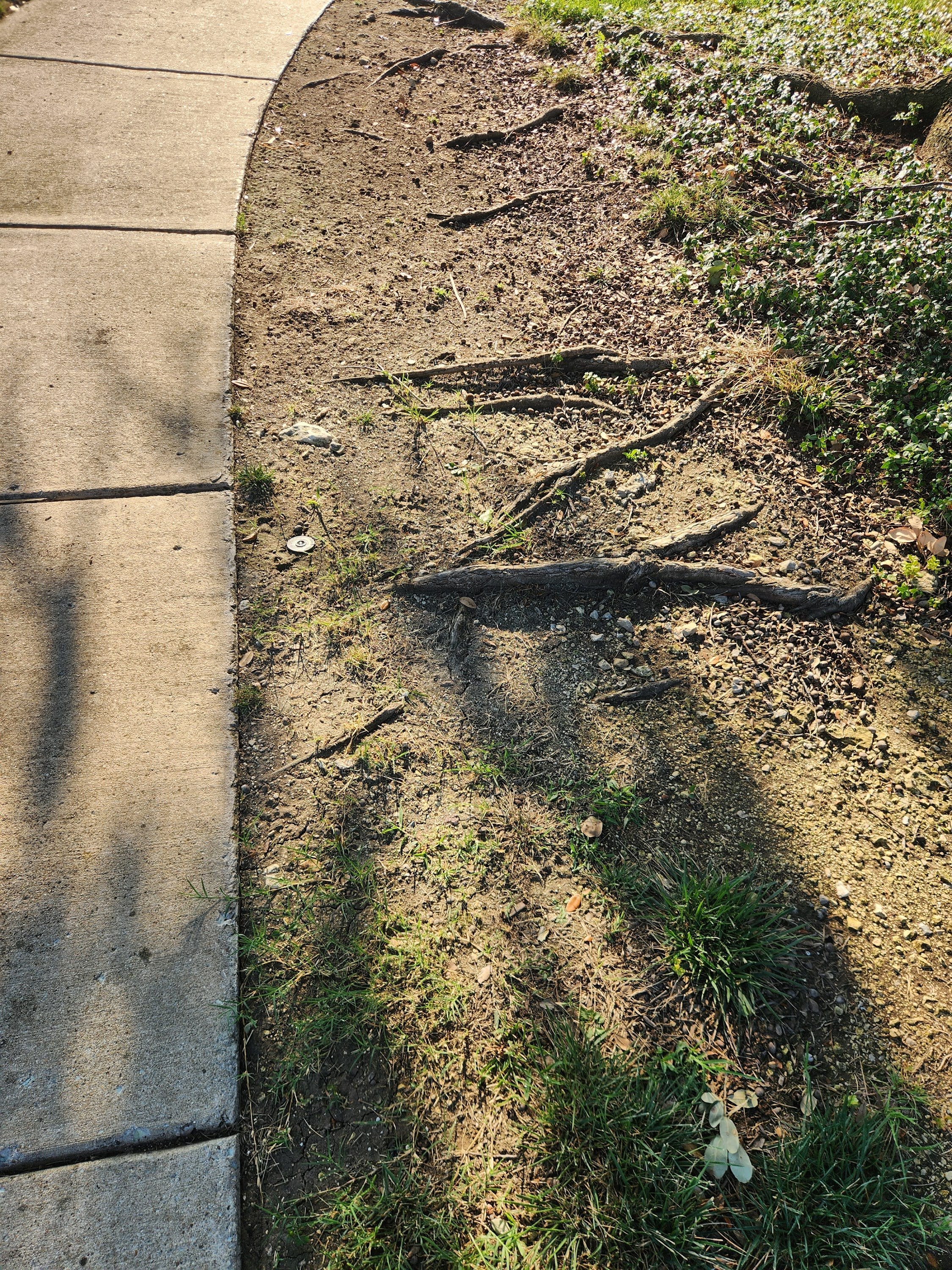 Tree roots protruding from the ground alongside a concrete sidewalk with patches of grass and weeds.
