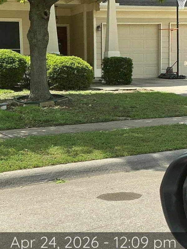 A residential front yard with a tree, bushes, a sidewalk, and a garage. There is a basketball hoop in the driveway and a shadow on the street.