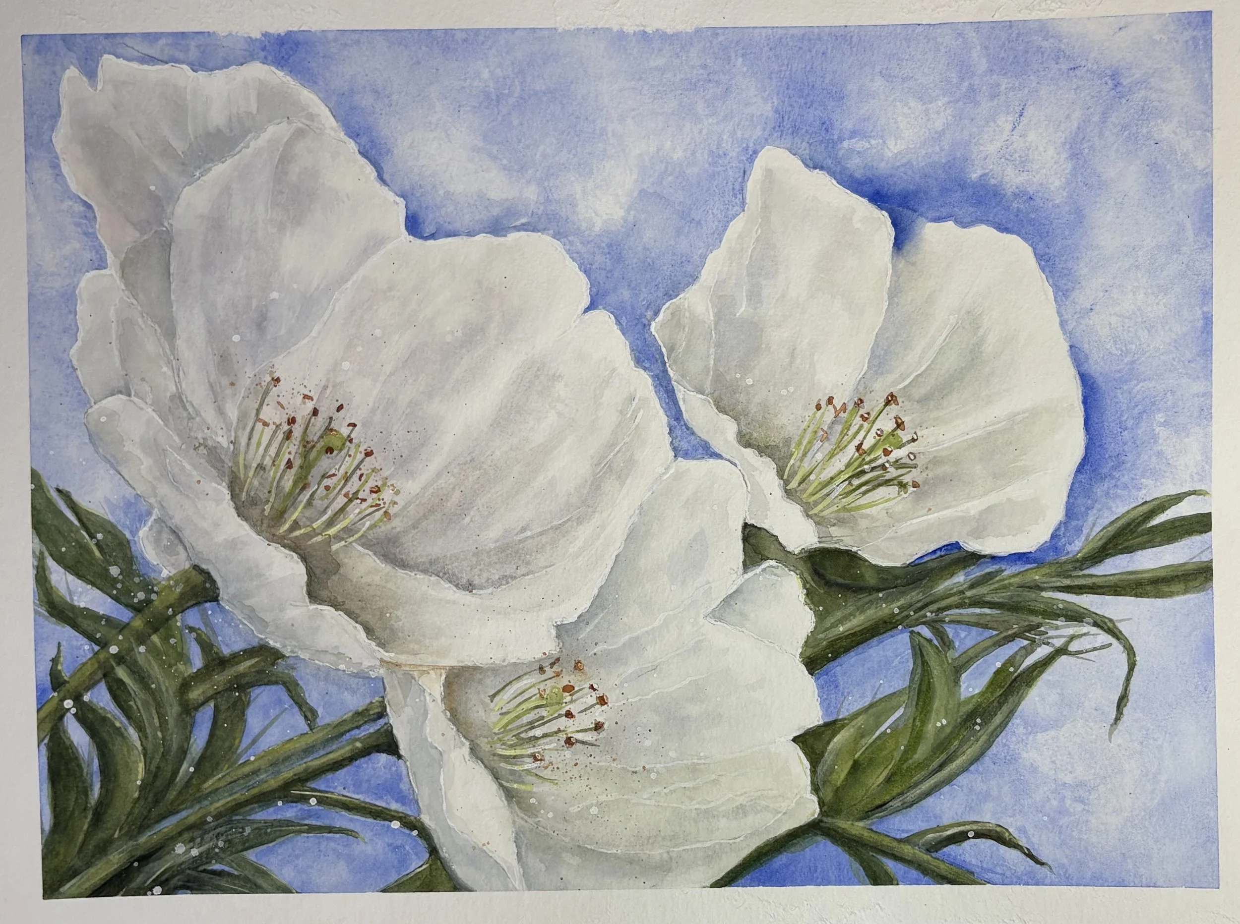 "White flowers"
12 x 9 inches
