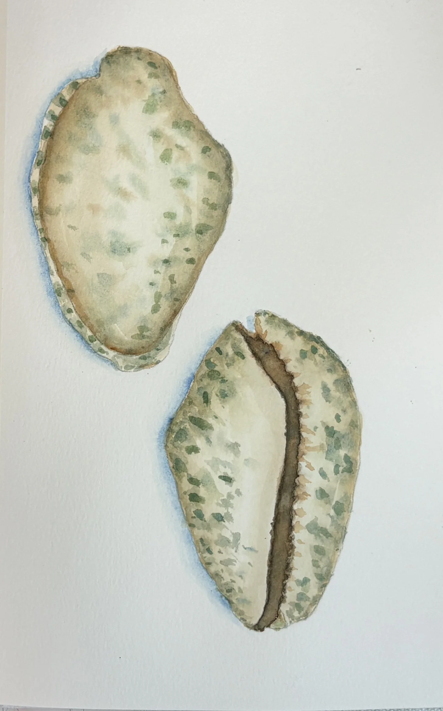 Watercolor painting of two sliced greenish-brown figs with speckled skin on white background.