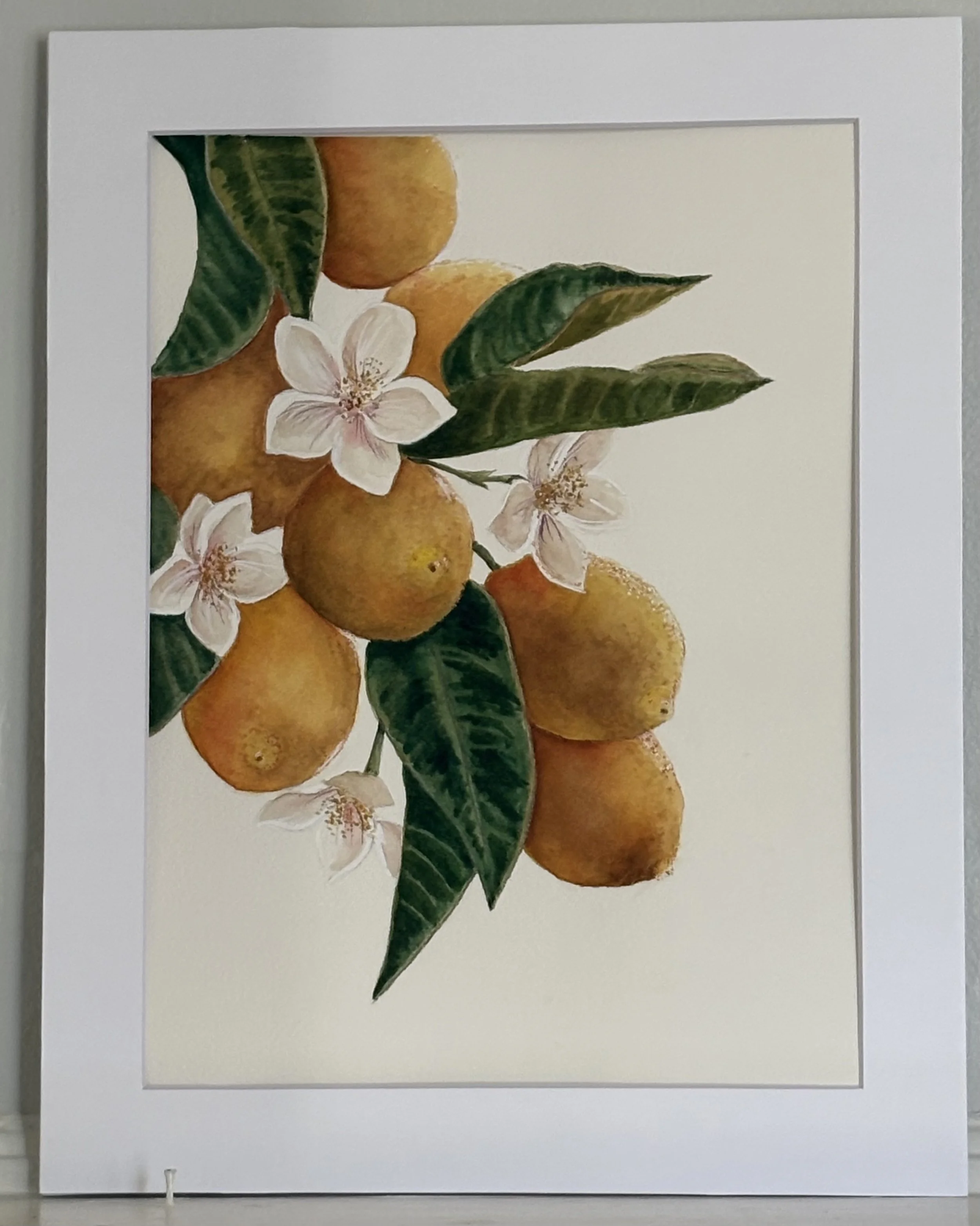 "Ripe Lemons"
matted,
image size 9" x 12" 