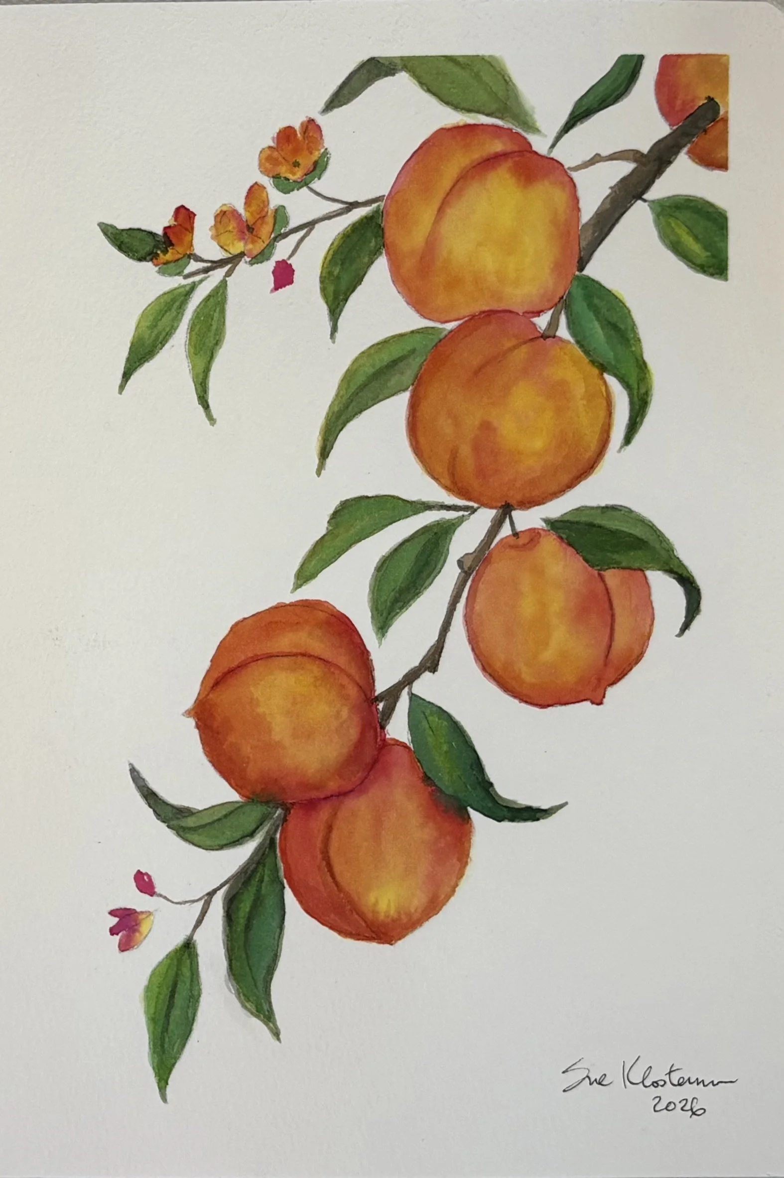 Watercolor painting of a branch with green leaves, orange and yellow peaches, and small pink and orange flowers, signed by the artist Sue Klosterman in 2026.