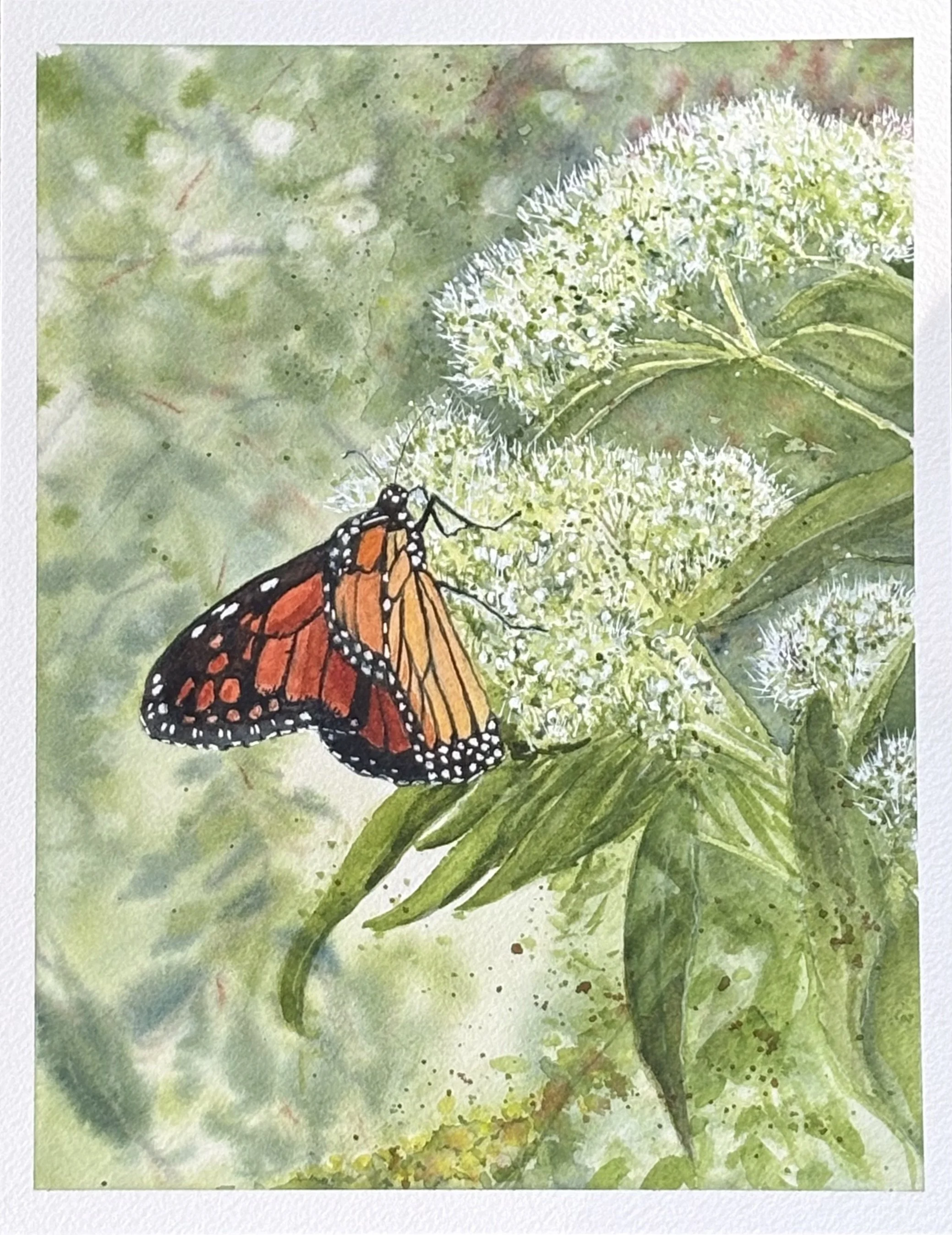 "Monarch on the Point"
matted and framed, 
image size 7" x 9"