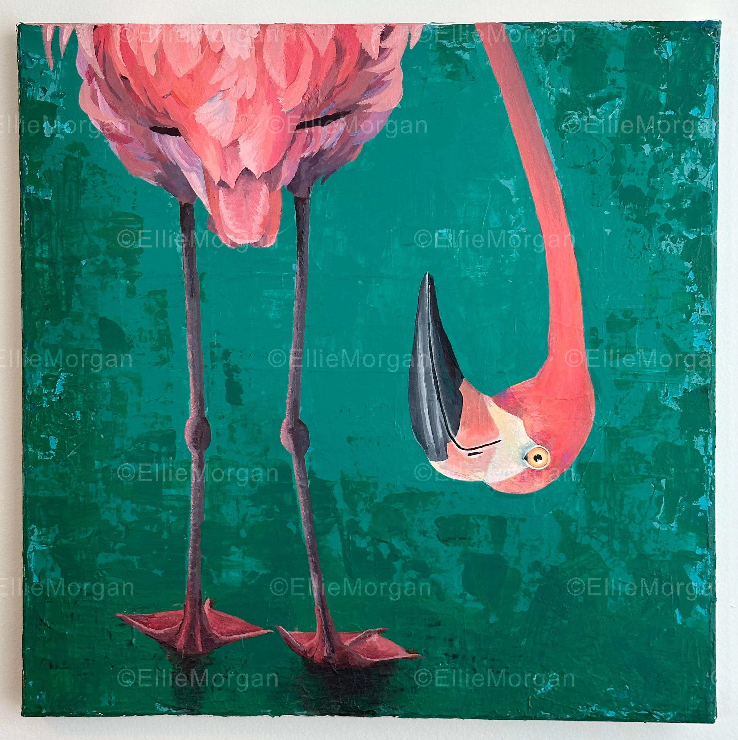 Confrontational Flamingo