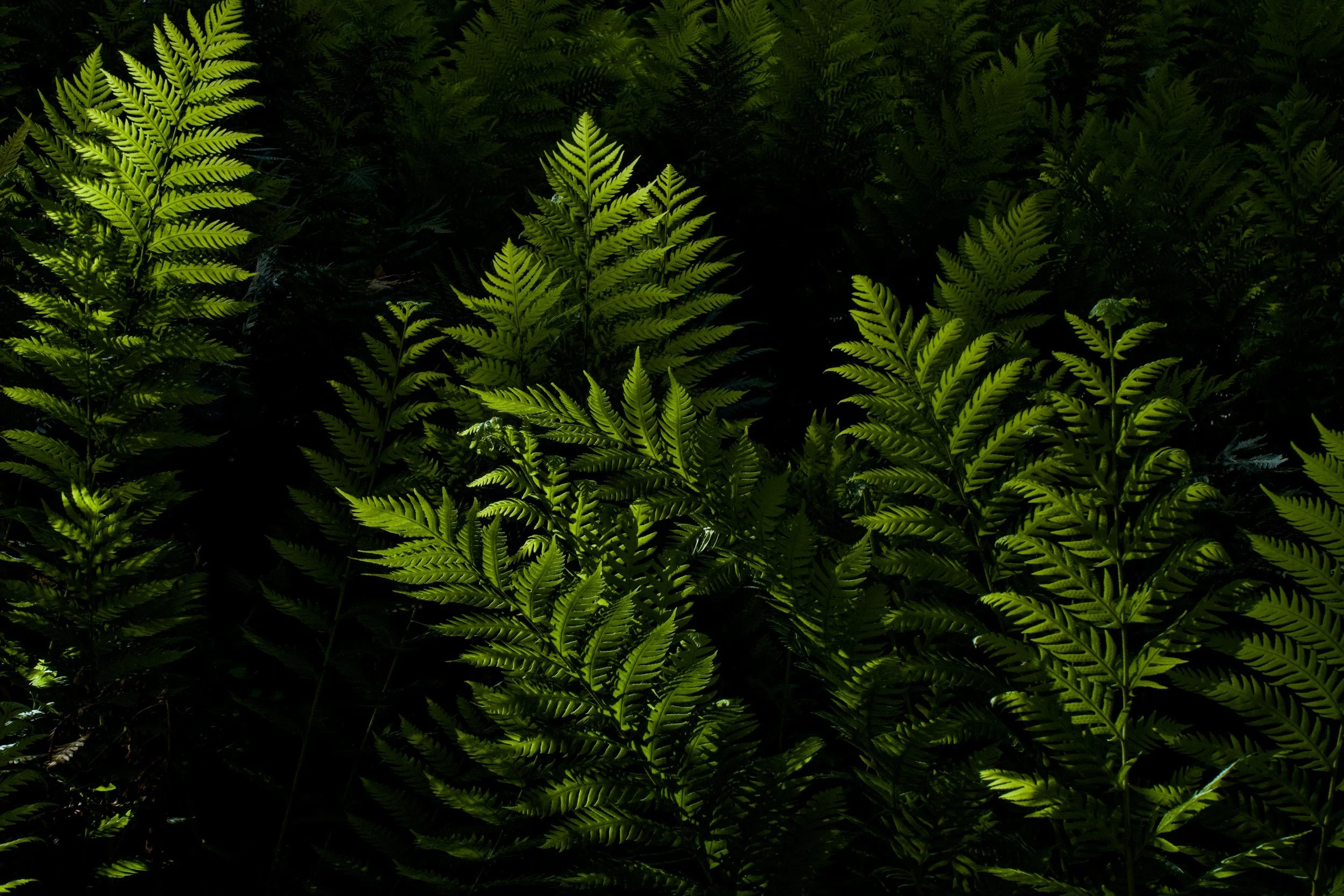 Green ferns in a shaded forest area