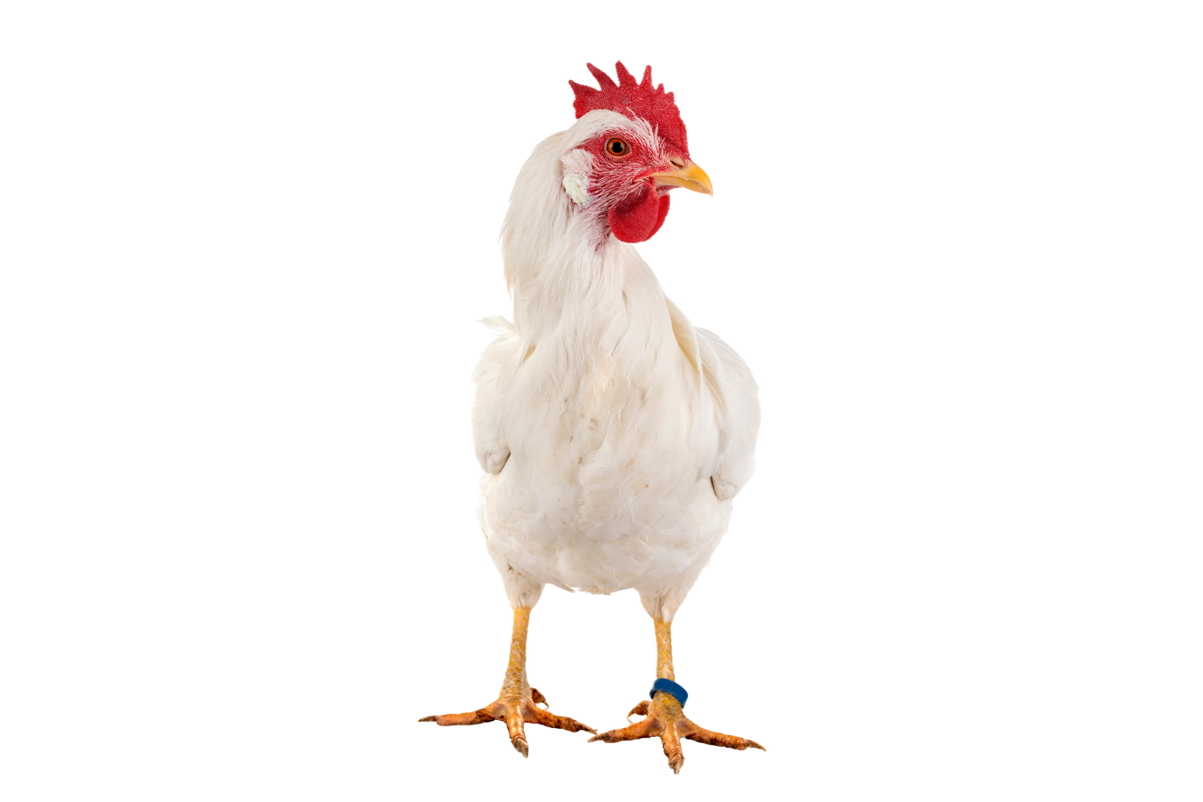 Using Bacteriophages for Salmonella Control in Live Broilers (Pre-Harvest Strategy Guide)