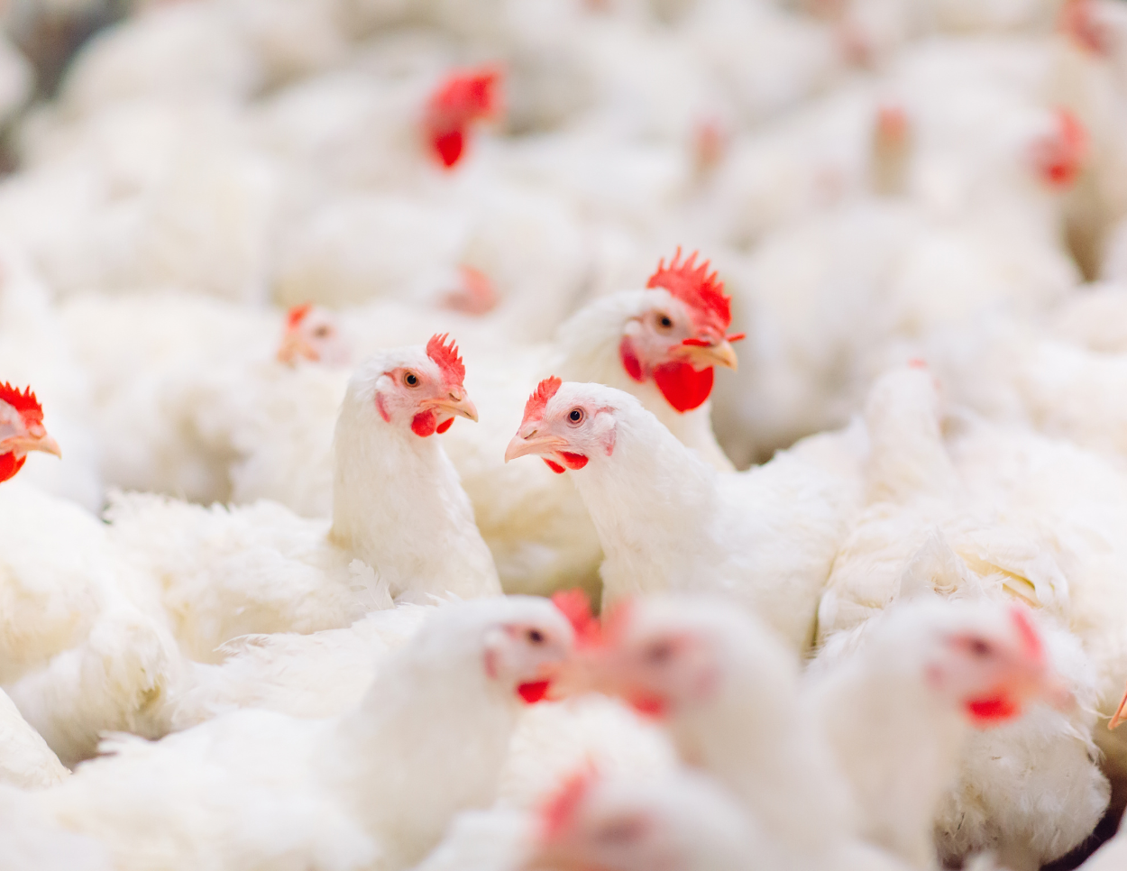 Bacteriophages for Salmonella Control: How Philippine Poultry Producers Can Grow Healthier Chickens Faster
