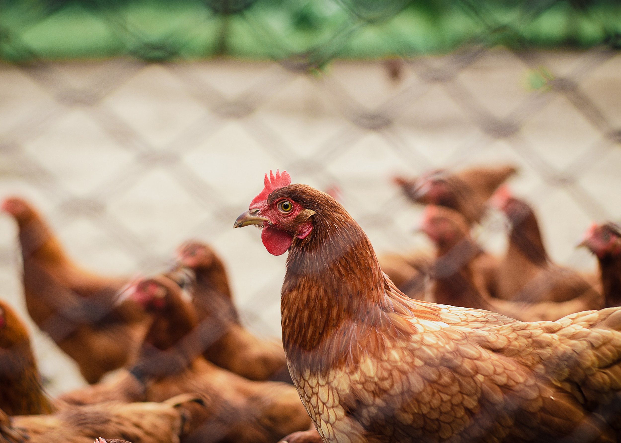 VAM-S: NATURAL SALMONELLA ANTIMICROBIAL.