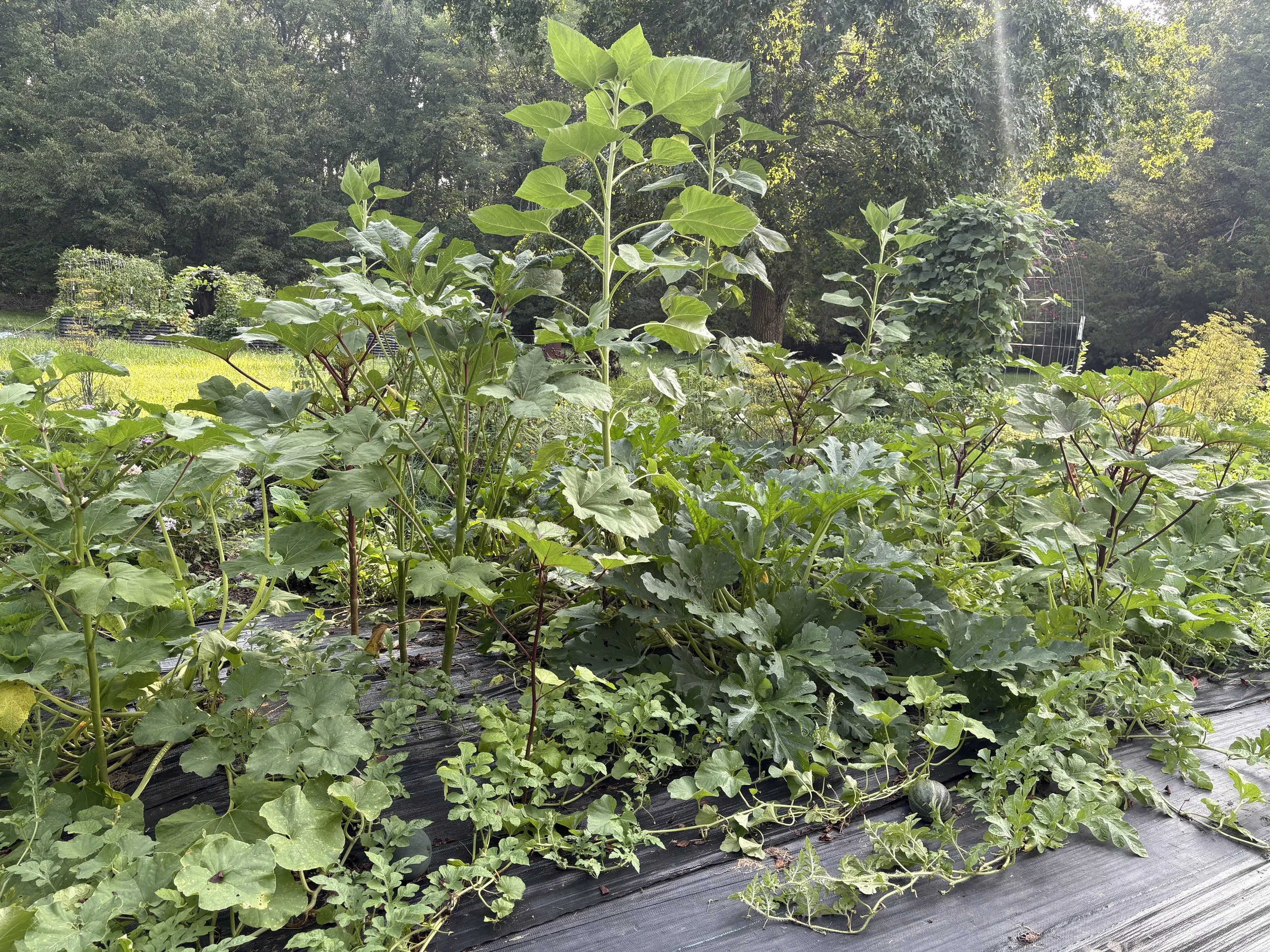 garden-photo.jpeg