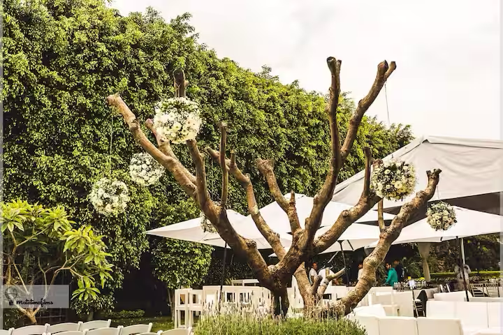 A large, leafless tree with multiple thick branches, some decorated with white floral arrangements, is situated outdoors under a white canopy, with a lush green hedge and outdoor seating in the background.