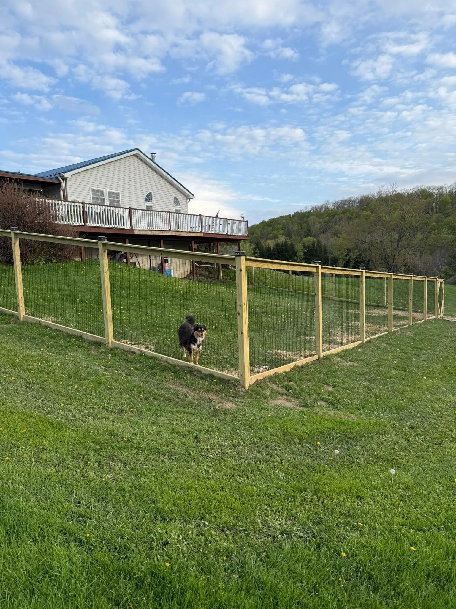 A fenced grassy yard with a dog standing on it, a house with a deck in the background, and cloudy sky with green hills.