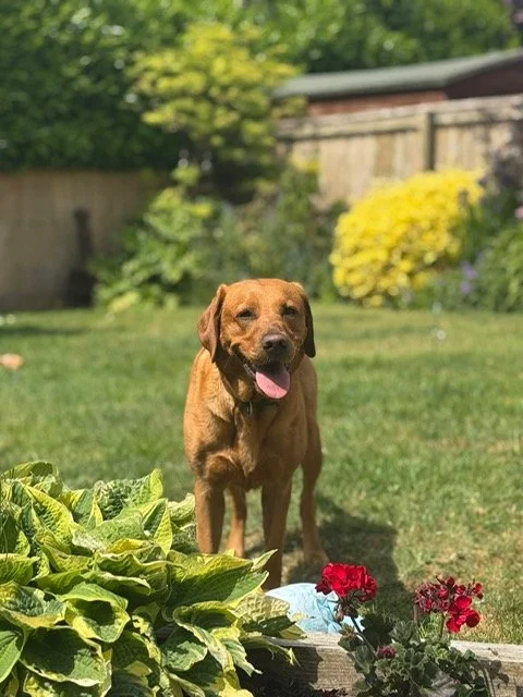 MAGGIE