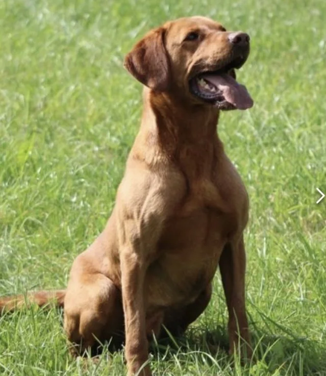 A Fox Red Labrador sitting on green grass with its mouth open and tongue out, outdoors on a sunny day.