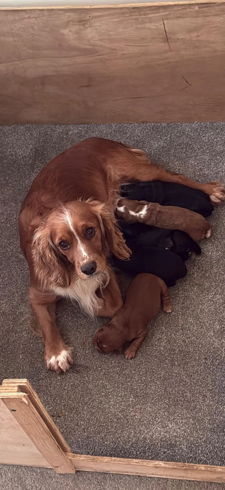 RUBY & COOPER LITTER