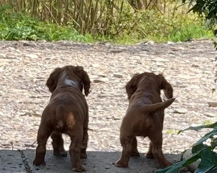 Two red Cocker Spaniel puppies facing away, standing on a rocky path with greenery in the background.