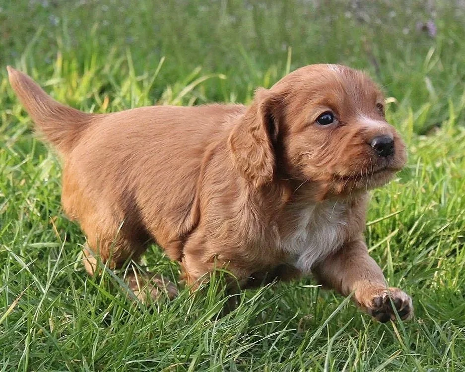 A red Cocker Spaniel puppy with long ears walking on green grass.