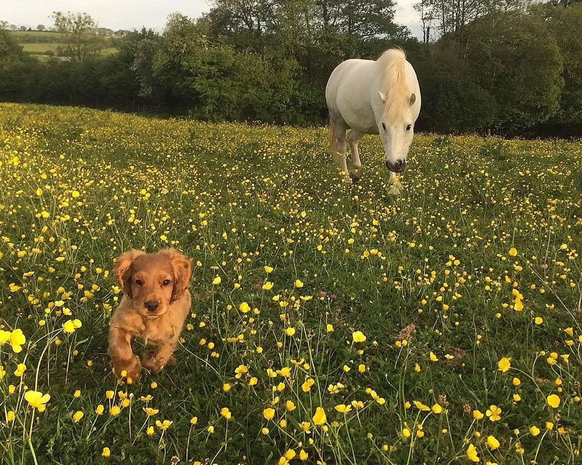 A Red Cocker Spaniel  puppy running through a field of yellow flowers with a large white horse in the background, trees, and a cloudy sky.