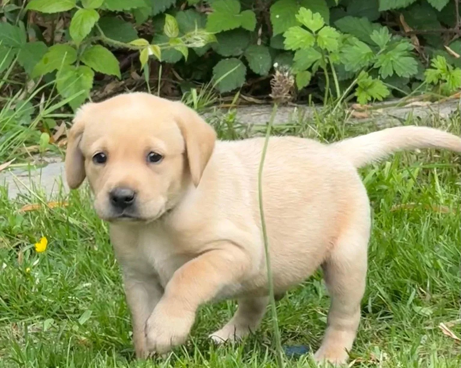 A cute yellow Labrador Retriever puppy walking on green grass next to some plants.