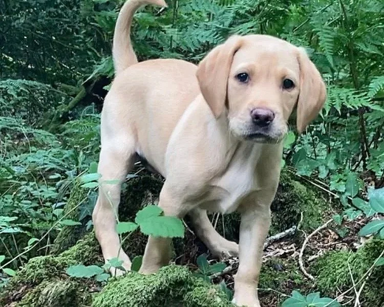 Cute yellow Labrador puppy standing on a mossy log in a lush green forest.