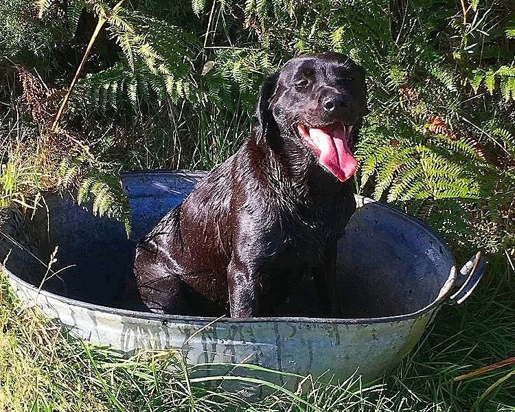 Black Labrador retriever sitting in a blue basin surrounded by green ferns and grass, with its tongue out.