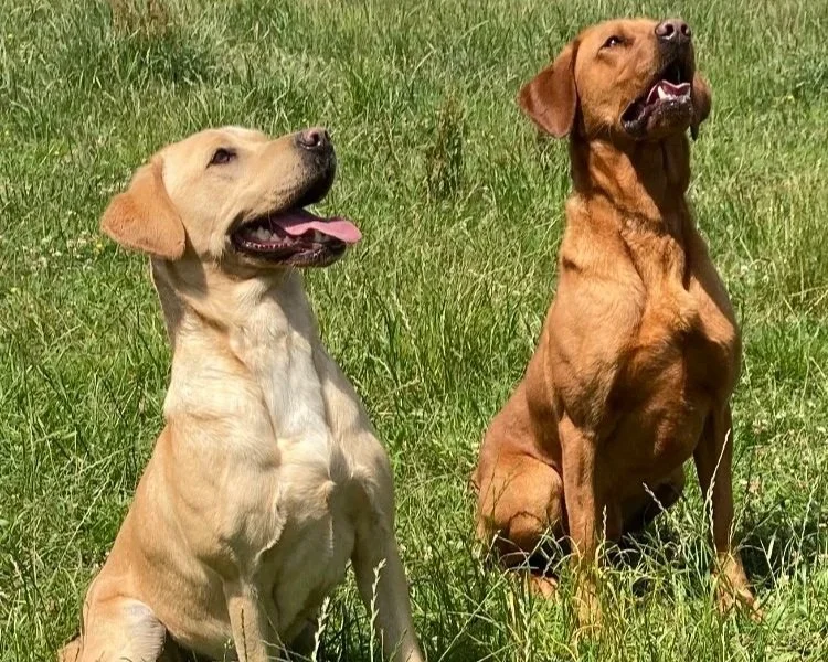 Two dogs sitting on grass, both with their mouths open and tongues out, one light-colored and one reddish-brown.