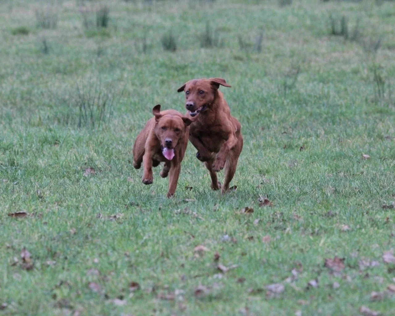 Two dogs running across a grassy field, one is slightly ahead of the other, both with their tongues out and ears flopping in motion.