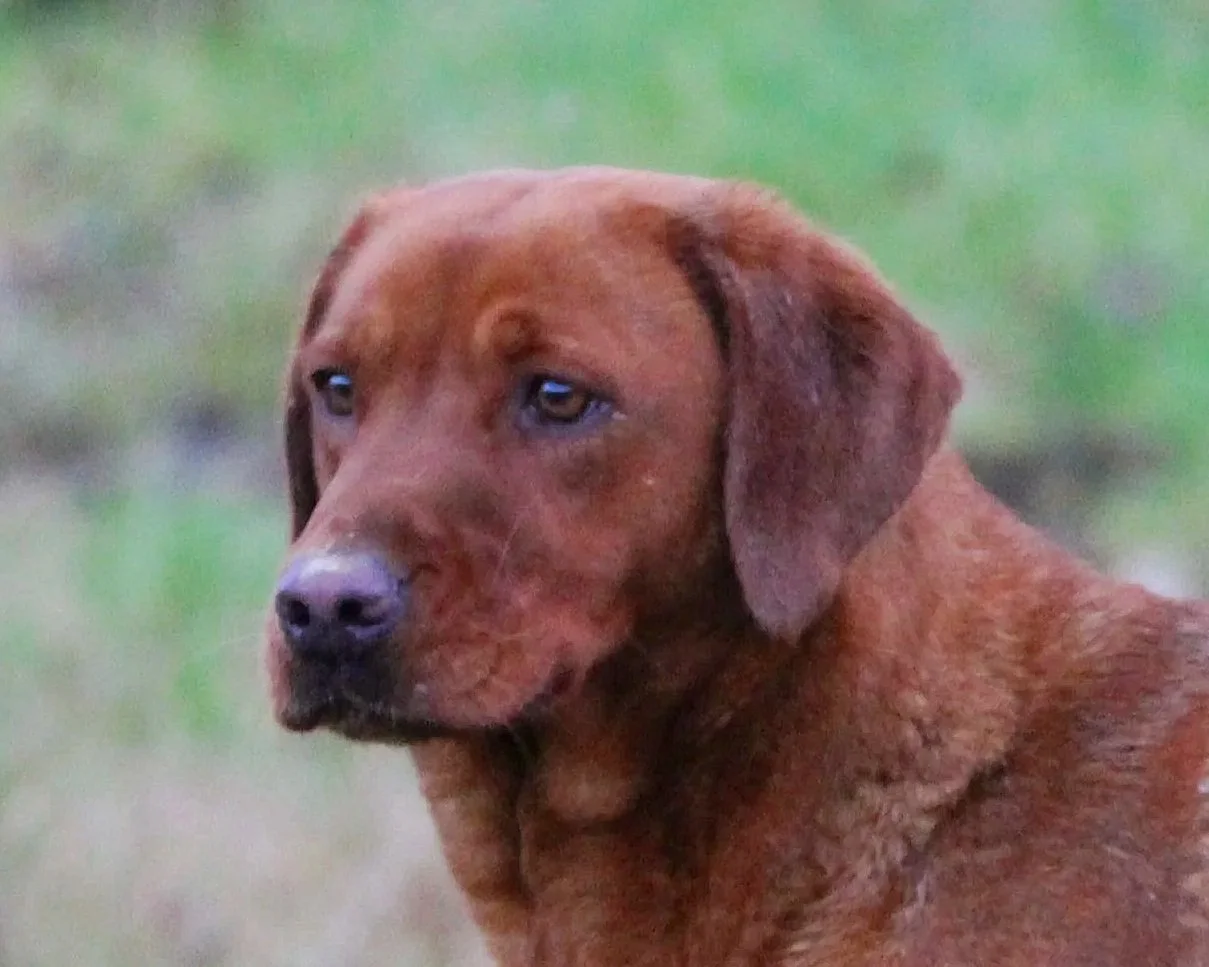 Close-up image of Dark Fox Red Labrador with a short coat, floppy ears, and expressive eyes outdoors, with a blurred green background.