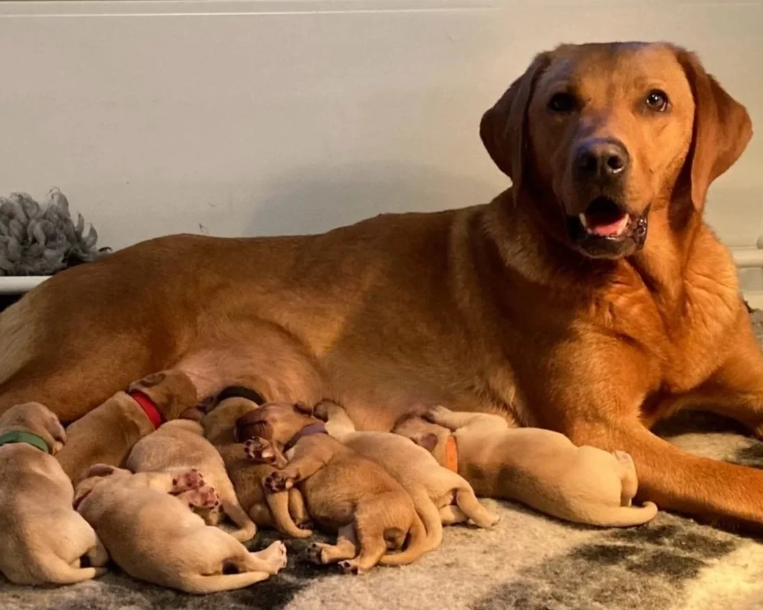 A Fox Red Labrador mother surrounded by twelve small newborn puppies nursing and resting. The adult dog is looking at the camera with an open-mouthed expression.