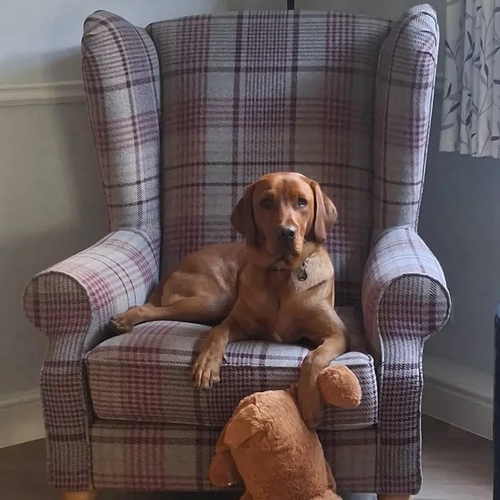 ALFIE