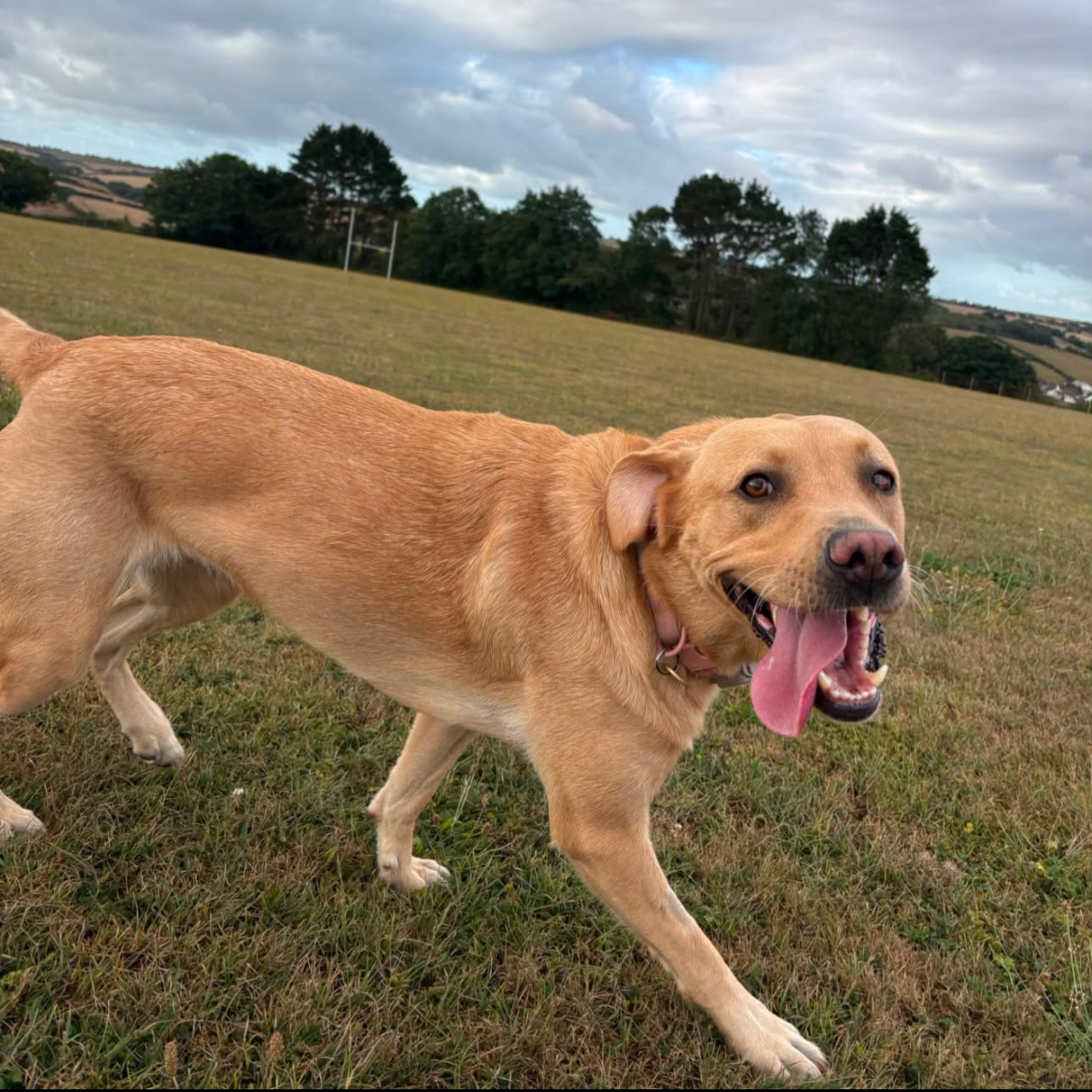 PIPER