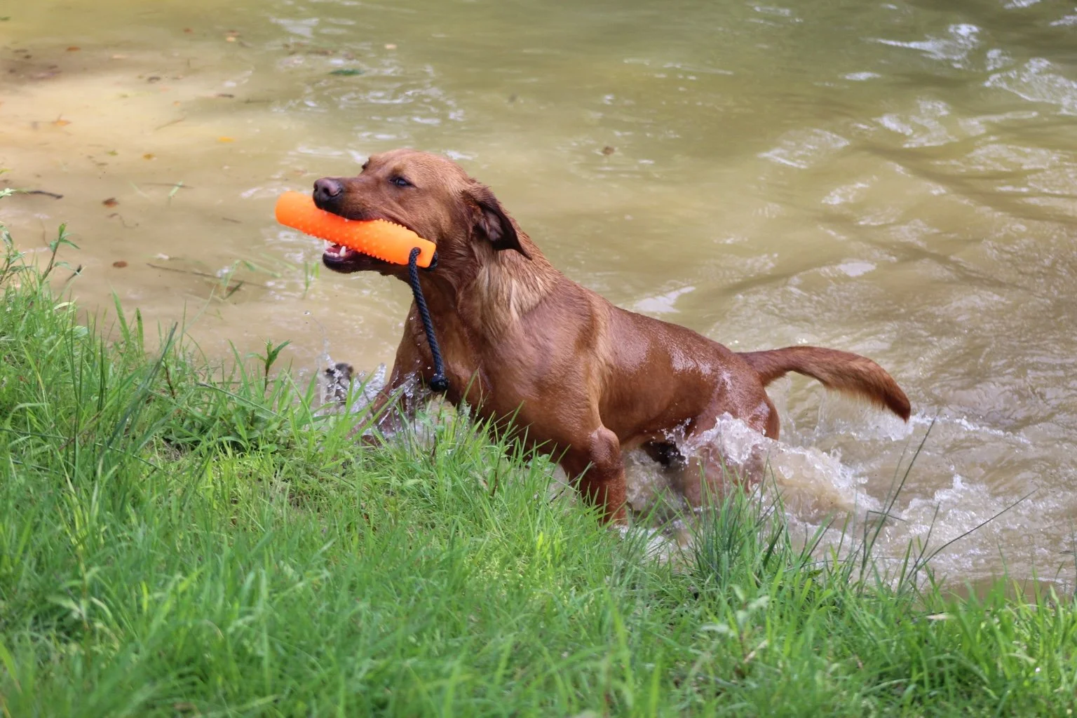 A brown dog playing in the water with an orange rubber toy in its mouth.