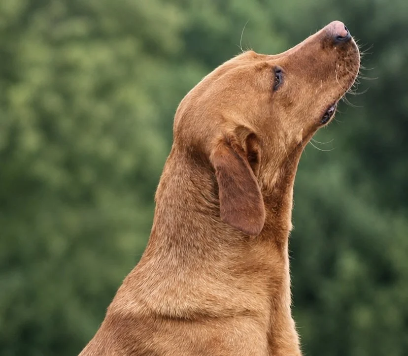 Close-up of a Fox Red Labrador with eyes closed and nose raised, outdoors with greenery in the background.