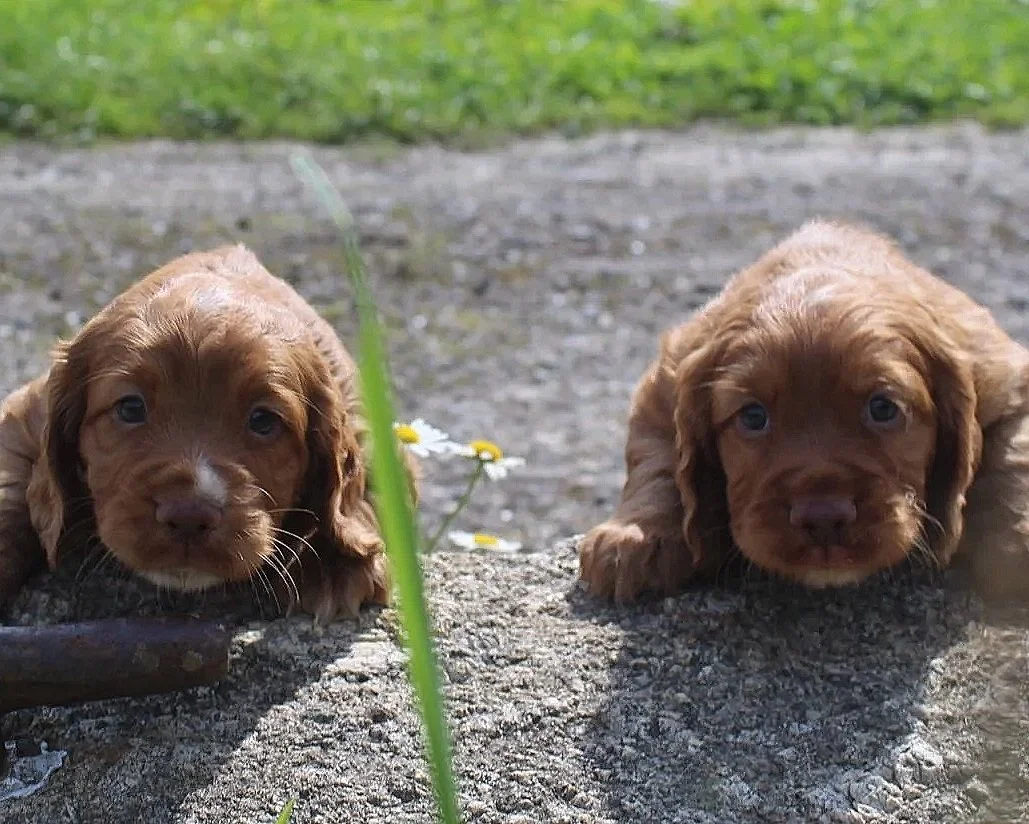 Two brown puppies lying on the ground with their heads resting on the surface, looking at the camera, with green grass and a dirt path in the background.