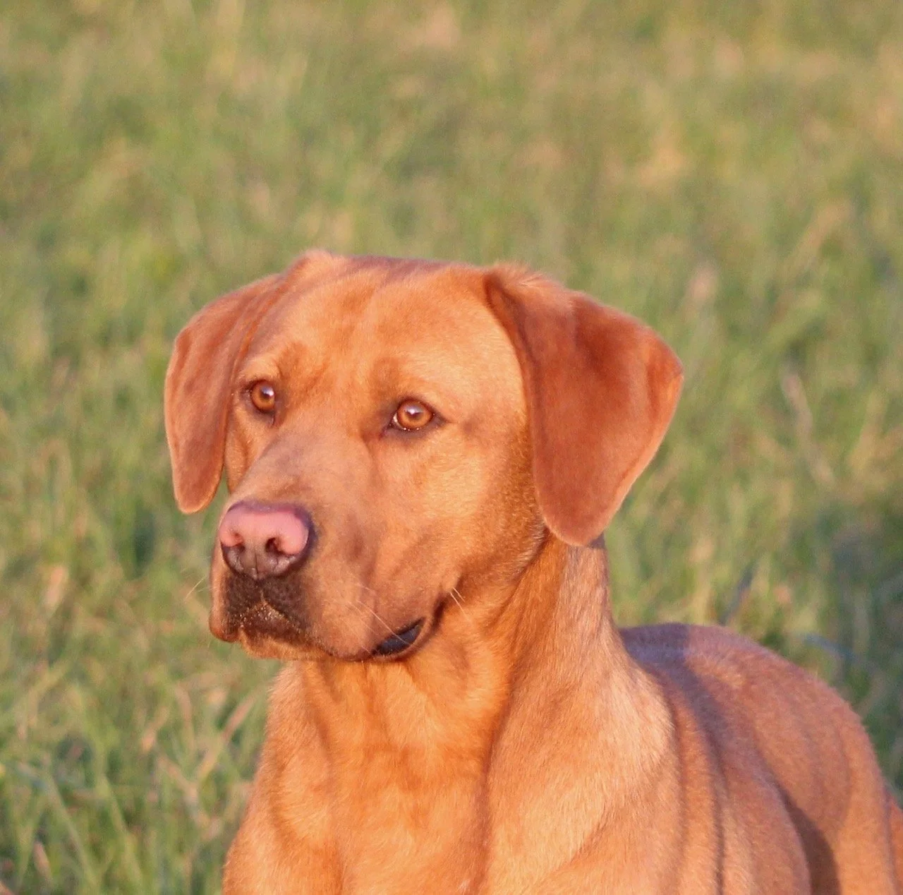 Fox Red Labrador dog, sitting outdoors on grass, looking attentively to the side.