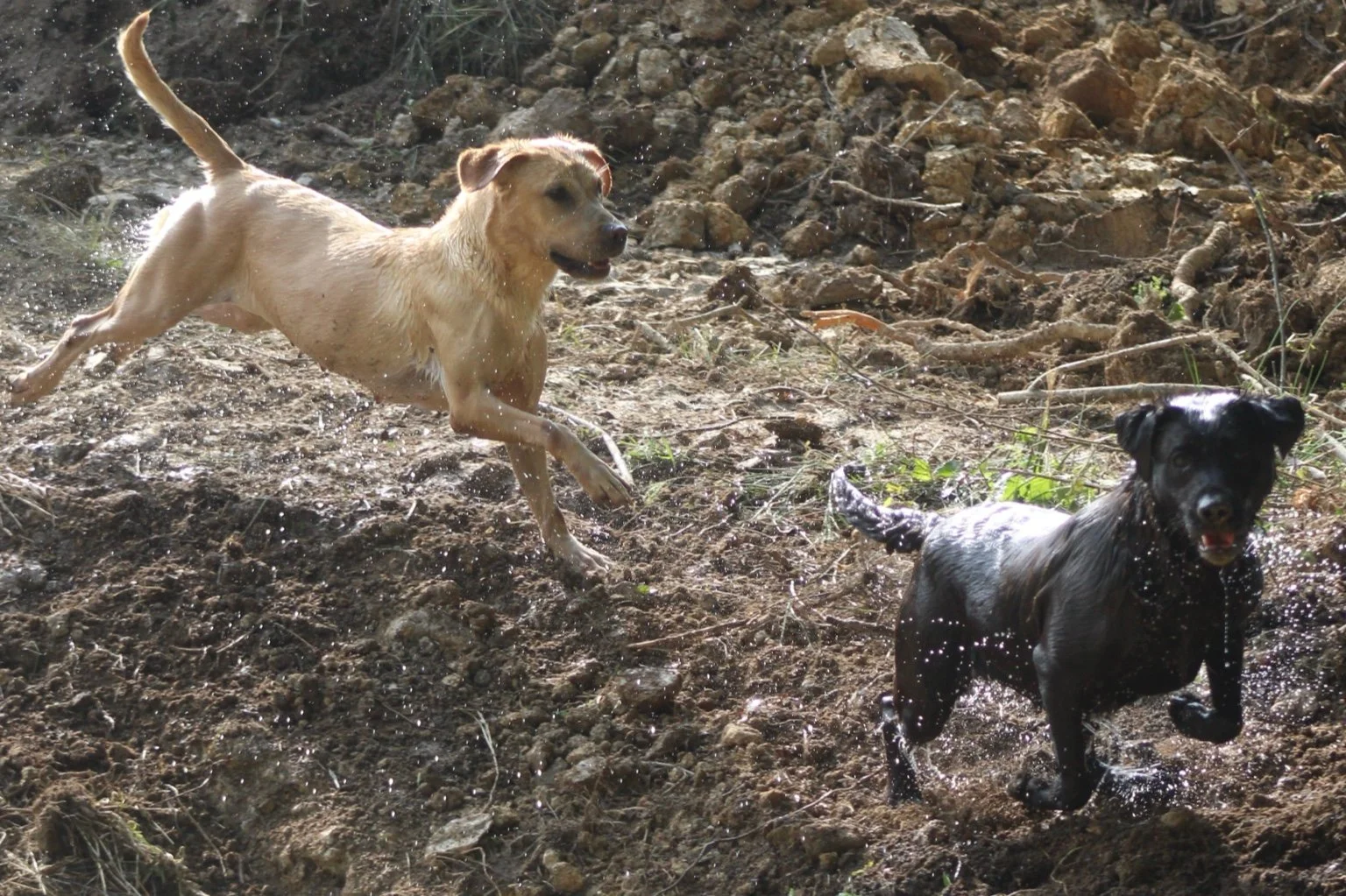 Two Labradors playing and running through a muddy area outdoors.