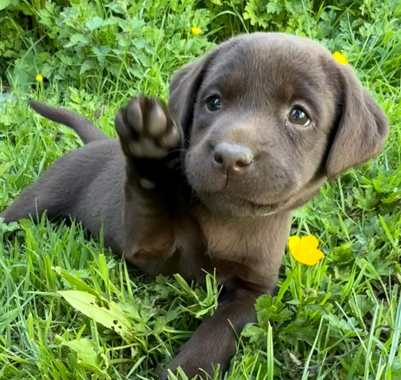A cute chocolate Labrador puppy lying on green grass with yellow flowers, looking at the camera.
